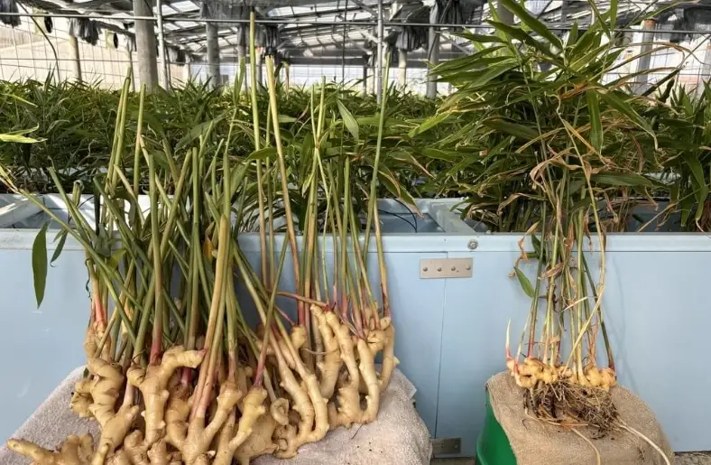 薑種植方法：從選種到採收的關鍵技巧與常見問題