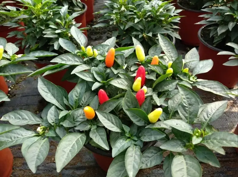 辣椒盆栽：室內種植的五大關鍵技巧