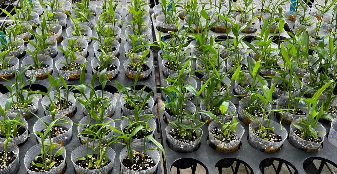 生薑栽培技術 生薑栽培技術